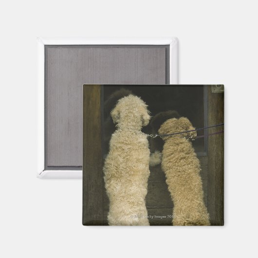 2匹の犬がドアの窓、背面を見て マグネット (正面/裏面)