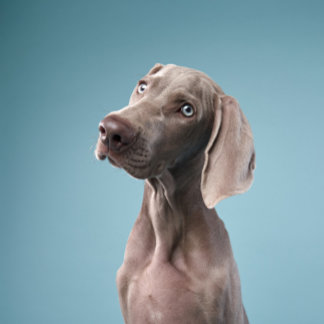 2匹の犬が森の火のそばに座っている。 マグネット