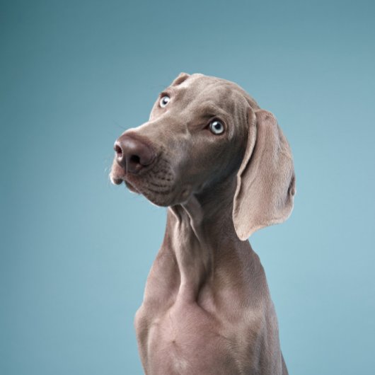 2匹の犬が森の火のそばに座っている。 マグネット