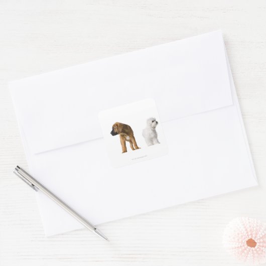 2匹の犬 スクエアシール (封筒)