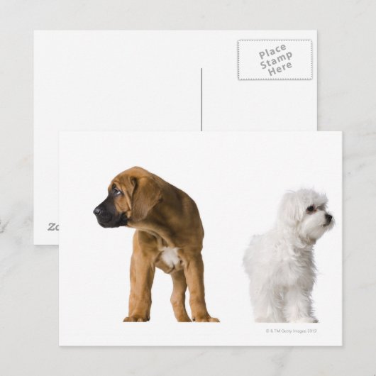 2匹の犬 ポストカード (正面/裏面)