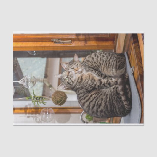 2匹の猫のイメージのティッシュペーパー 薄葉紙 (正面)