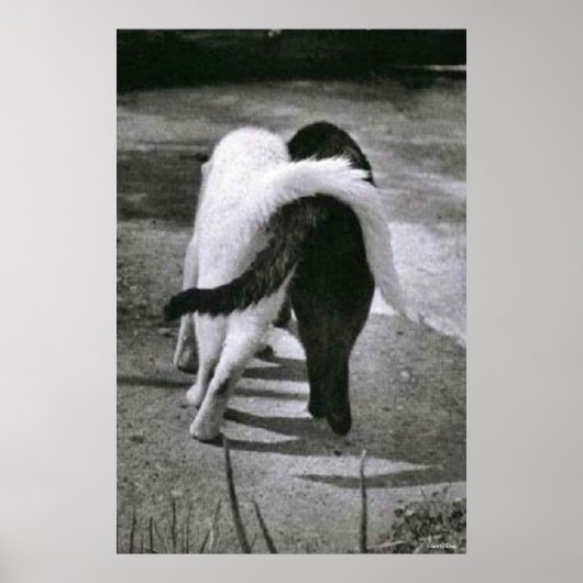 2匹の猫 – FRIENDS – ポスタ最高のー&キャンバスのプリント ポスター (正面)