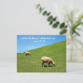 2匹の羊が平和的に放牧している ポストカード (スタンド正面)