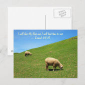 2匹の羊が平和的に放牧している ポストカード (正面/裏面)