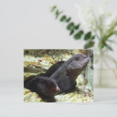 2匹の若いオオカミのウナギの郵便はがき ポストカード (スタンド正面)