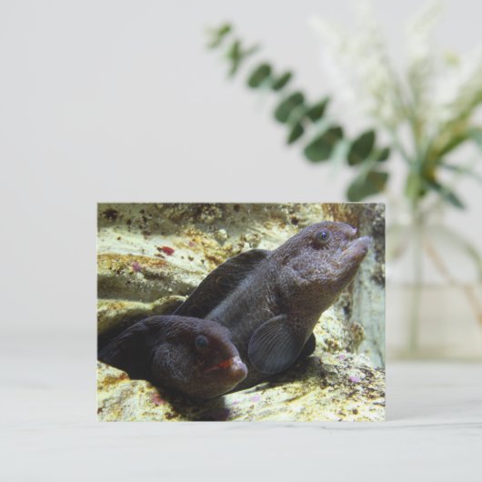 2匹の若いオオカミのウナギの郵便はがき ポストカード (スタンド正面)