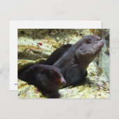 2匹の若いオオカミのウナギの郵便はがき ポストカード (正面/裏面)