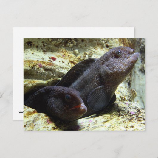 2匹の若いオオカミのウナギの郵便はがき ポストカード (正面/裏面)