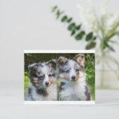 2匹の若いシェットランド・ シープドッグ犬のポートレート ポストカード (スタンド正面)