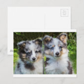 2匹の若いシェットランド・ シープドッグ犬のポートレート ポストカード (正面/裏面)