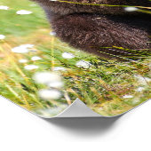 2匹の若い茶色の熊が座っていた ポスター (角)