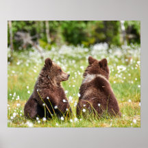 2匹の若い茶色の熊が座っていた