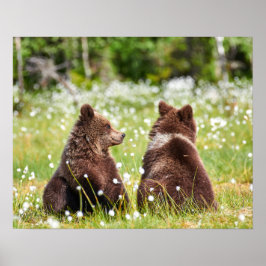 2匹の若い茶色の熊が座っていた ポスター