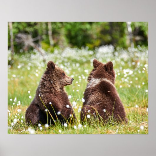 2匹の若い茶色の熊が座っていた ポスター (正面)