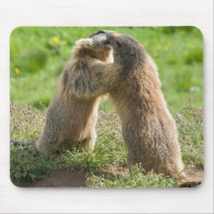 2匹の若いmarmots マウスパッド