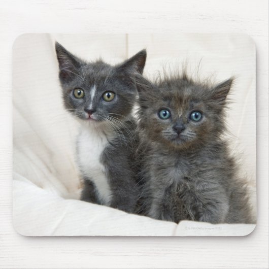 2匹の虎猫 マウスパッド (正面)