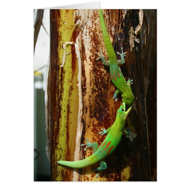 2匹の金ゴールド塵日のヤモリPhelsuma Laticauda (正面)