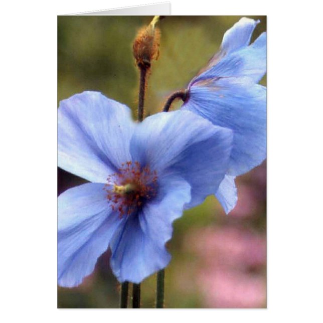 2匹の青ケシ (正面)