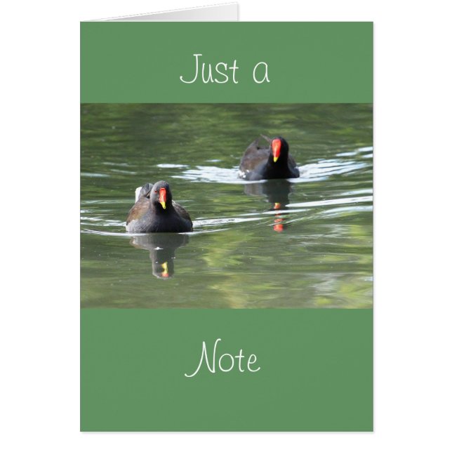 2匹のMoorhens (正面)