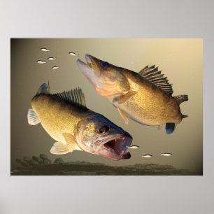 2匹のWalleyeの食べ物を与えること ポスター