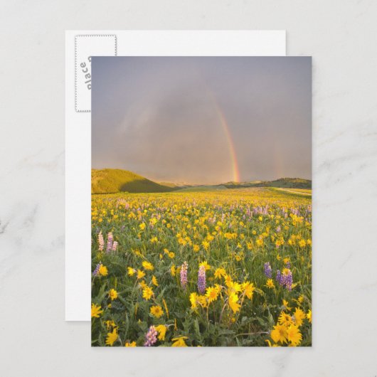 2日の日の出に見事な野草が広がる牧場 ポストカード (正面/裏面)