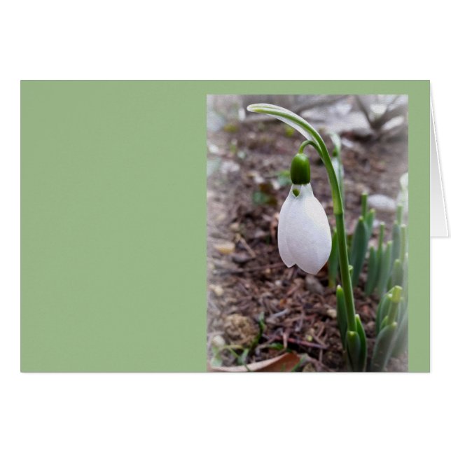 2月の春 (正面横)