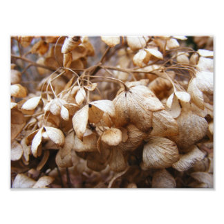 2月アジサイ フォトプリント           