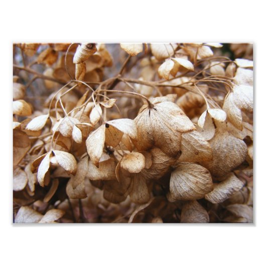 2月アジサイ フォトプリント            (正面)