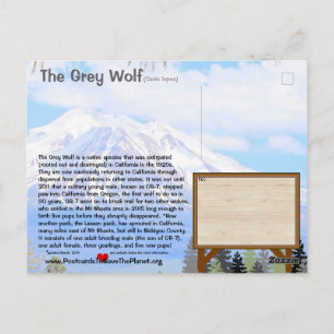 2月25k-The Grey Wolfはカリフォルニアで絶滅危惧種 ポストカード