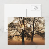 2本の木　セピアゴールドオレンジ ポストカード (正面/裏面)