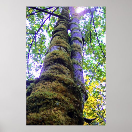 2本の木 ポスター (正面)