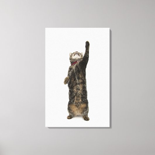 2本の足に立って手が届く家庭用足袋ネコ キャンバスプリント (正面)