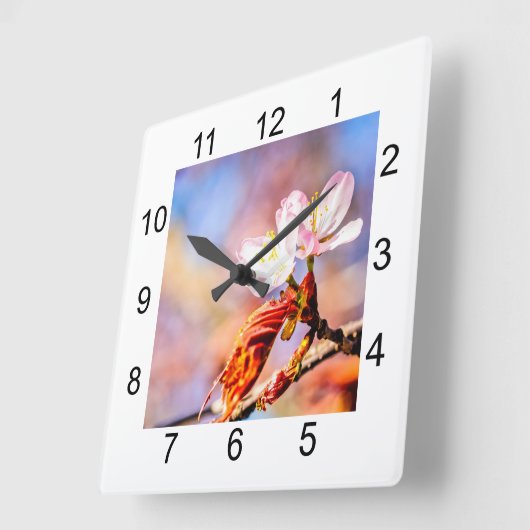 2本の驚くべき桜の花。ピンク、青の背景 スクエア壁時計 (傾斜)