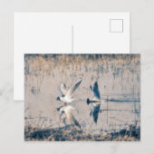 2枚のカモメのはがき ポストカード (正面/裏面)