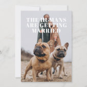 2枚の写真を使ったシンプルで面白い犬の結婚式 セーブザデート (正面)