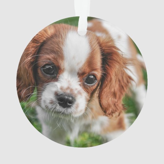 2枚の写真クリスマスリース記念ドッグキャットペット オーナメント (裏面)