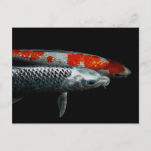 2枚の魚はがき ポストカード