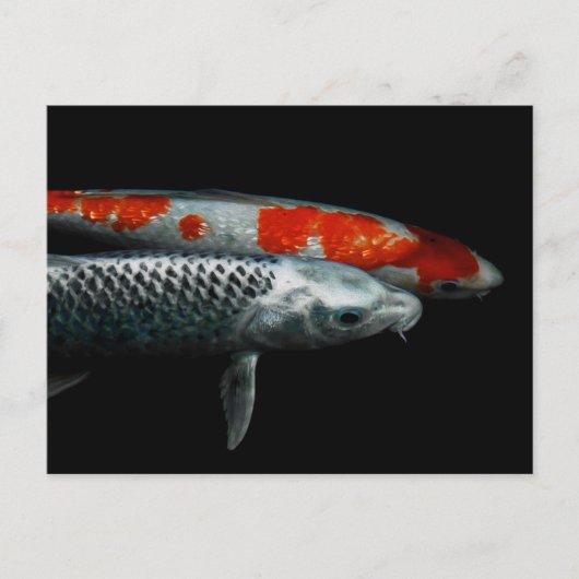 2枚の魚はがき ポストカード (正面)