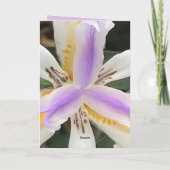 2泊分のリリーアフリカアイリスカード サンキューカード (裏面)