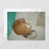 2猫ちゃんと1マウス ポストカード (正面/裏面)