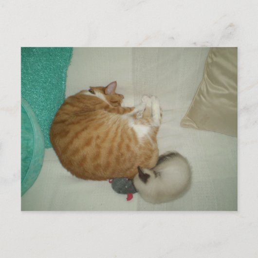 2猫ちゃんと1マウス ポストカード (正面)