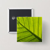 2種の熱葉帯葉の緑色のベインを付けた葉 缶バッジ (正面&裏面)