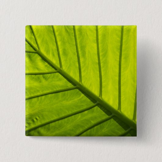 2種の熱葉帯葉の緑色のベインを付けた葉 缶バッジ (正面)