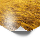 2素朴の成熟した小麦畑の古い納屋 フォトプリント            (角)