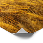 2素朴の成熟した小麦畑の古い納屋 ポスター (角)