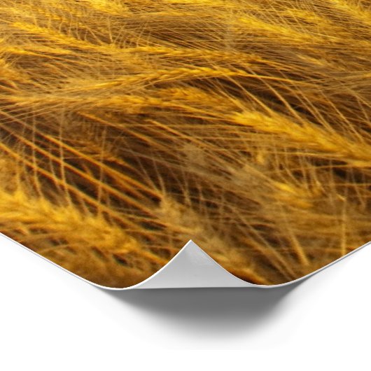 2素朴の成熟した小麦畑の古い納屋 ポスター (角)