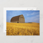 2素朴の成熟した小麦畑の古い納屋 ポストカード (正面/裏面)