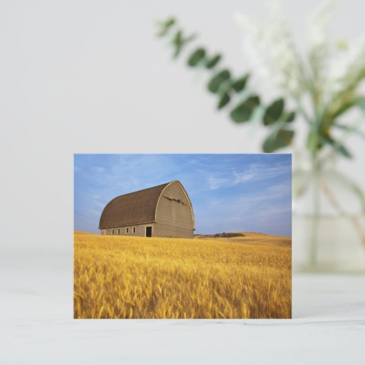 2素朴の成熟した小麦畑の古い納屋 ポストカード (スタンド正面)