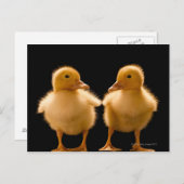 2羽のアヒルがお互いを見つめている ポストカード (正面/裏面)